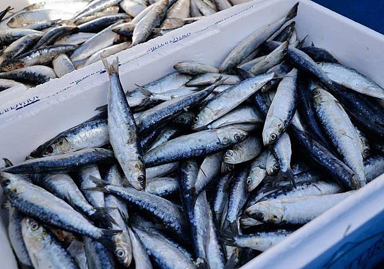 Captura de pesca artesanal.