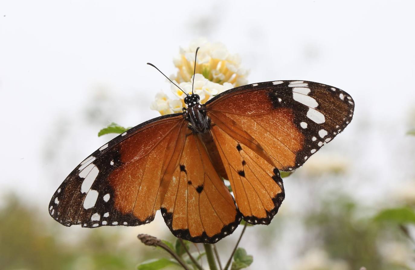 Una mariposa tigre común (Danaus genutia) se alimenta de una flor cerca del río Yamuna en Nueva Delhi, India,