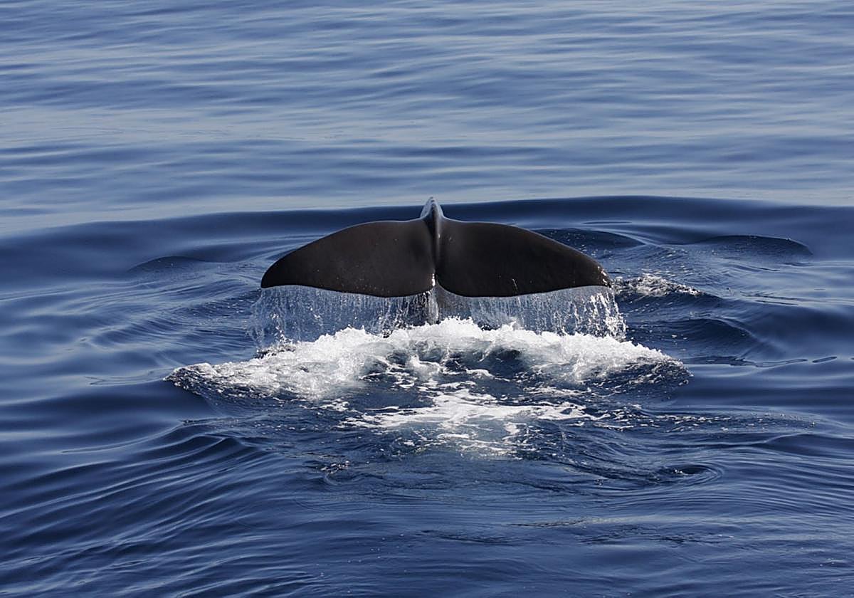 Canarias es la demarcación española con mayor diversidad de fauna marina.