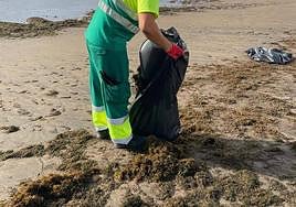 Limpieza de algas en Ojos de Garza.