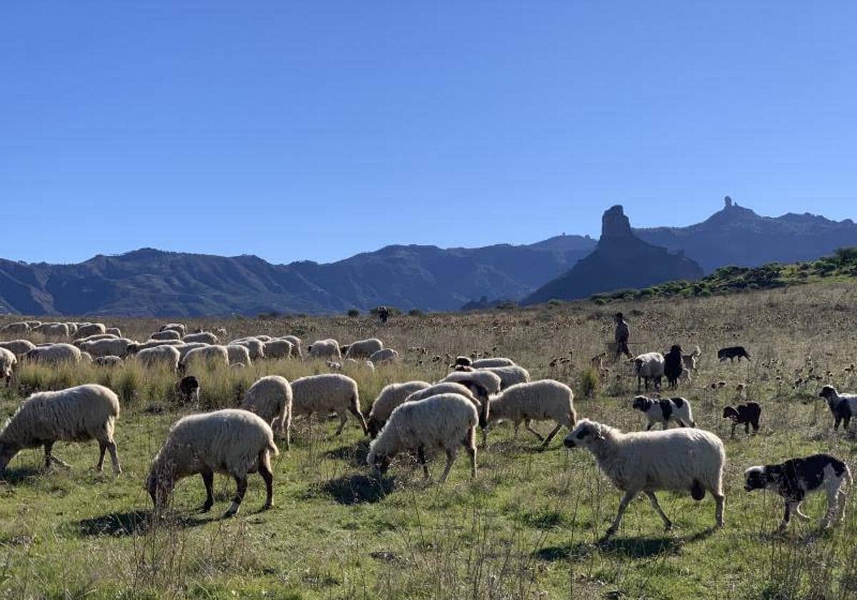 Un rebaño de ovejas pastando en las cumbres de Gran Canaria.