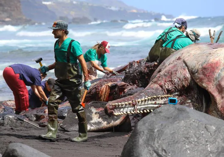 Imagen principal - Investigan la muerte del cachalote en La Palma
