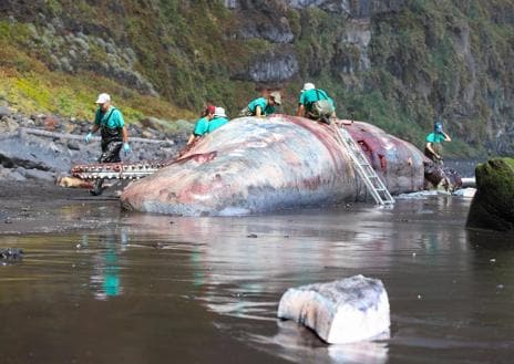 Imagen secundaria 1 - Investigan la muerte del cachalote en La Palma