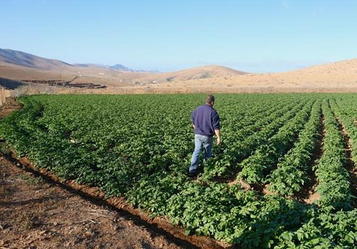 Gavia de papas en Toto, en el municipio de Pájara.