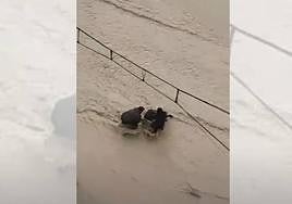 Una madre intenta cruzar una riada con su bebé y ¡casi lo pierde!