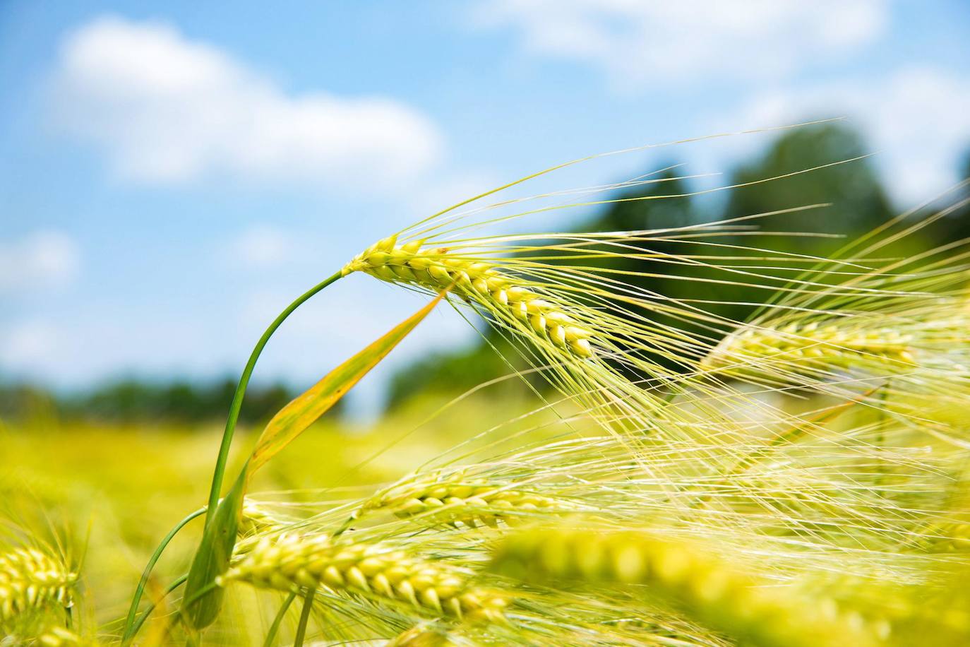 Un campo cultivado con cebada híbrida Tektoo en Poggio Renatico, Ferrara, Italia. Según un grupo de investigación, esto puede salvar al trigo del cambio climático y aumentar la producción en un diez por ciento y reducir los productos químicos hasta -40 por ciento.