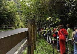 Escolares en una visita al sendero circular de Los Tilos de Moya.
