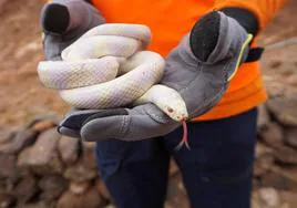 Un ejemplar de serpiente real de California capturado este año por el dispositivo.