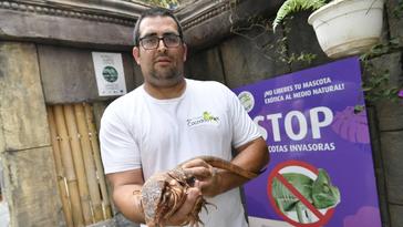 El veterinario Braulio Granados, trabajador del centro de rescate Cocodrilo Park, con el ejemplar de tejú que apareció en Guía.