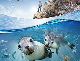 El Museo Elder muestra el mundo de los leones marinos en una película 3D