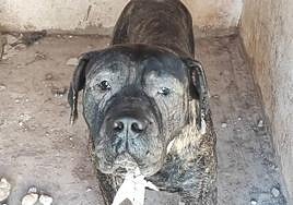 Investigan a diez personas por un presunto caso de maltrato animal en Tenerife