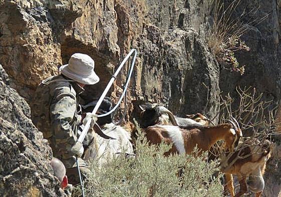 Un hombre intenta capturas cabras asilvestras con un lazo en un espacio protegido de la isla.