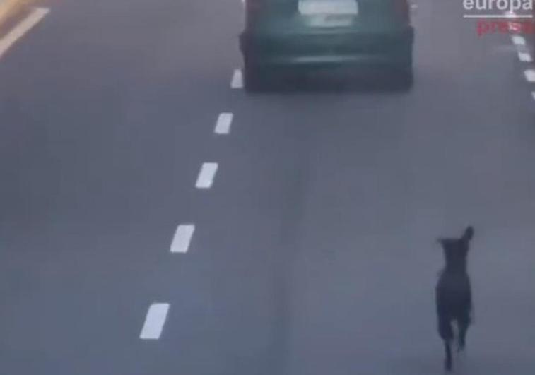 Buscan a la conductora que intentó abandonar a un perro en Tenerife