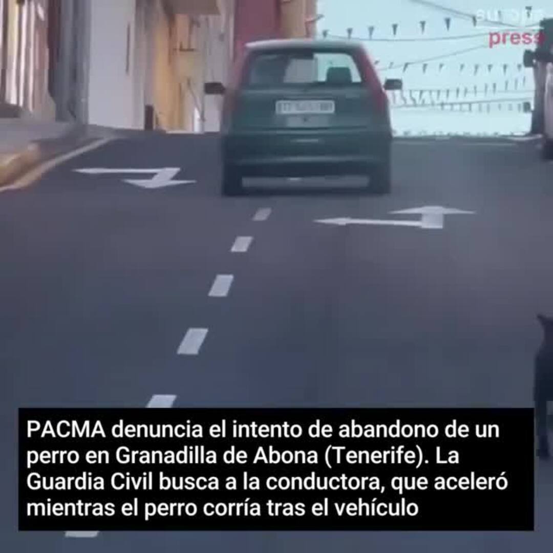 Imagen del perro abandonado