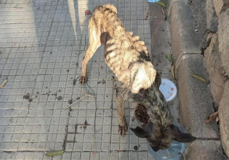 Encuentran a una perra en los huesos en Jinámar