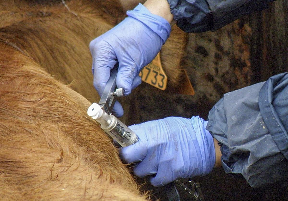 Foto del proceso saneamiento de ganado para detectar enfermedades como la tuberculosis tomada en Salamanca (Castilla y León).