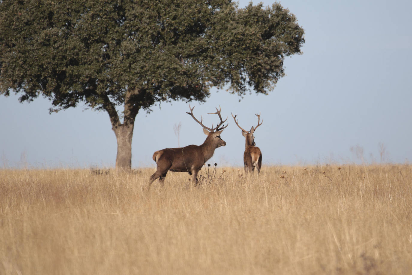 Vista de dos ciervos en el Parque Nacional de Cabañeros. El Diario Oficial de Castilla-La Mancha publica la resolución de la Dirección General de Medio Natural y Biodiversidad por la cual se aprueba el Plan de Gestión de Ungulados Silvestres del Parque Nacional de Cabañeros, en las provincias de Ciudad Real y Toledo.