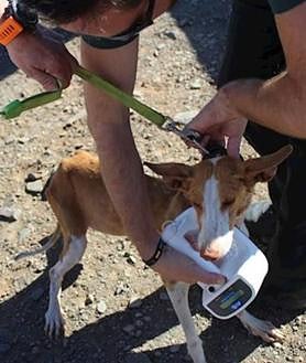 Imagen secundaria 2 - Imagen de los perros cuando fueron atendidos por el Seprona. 