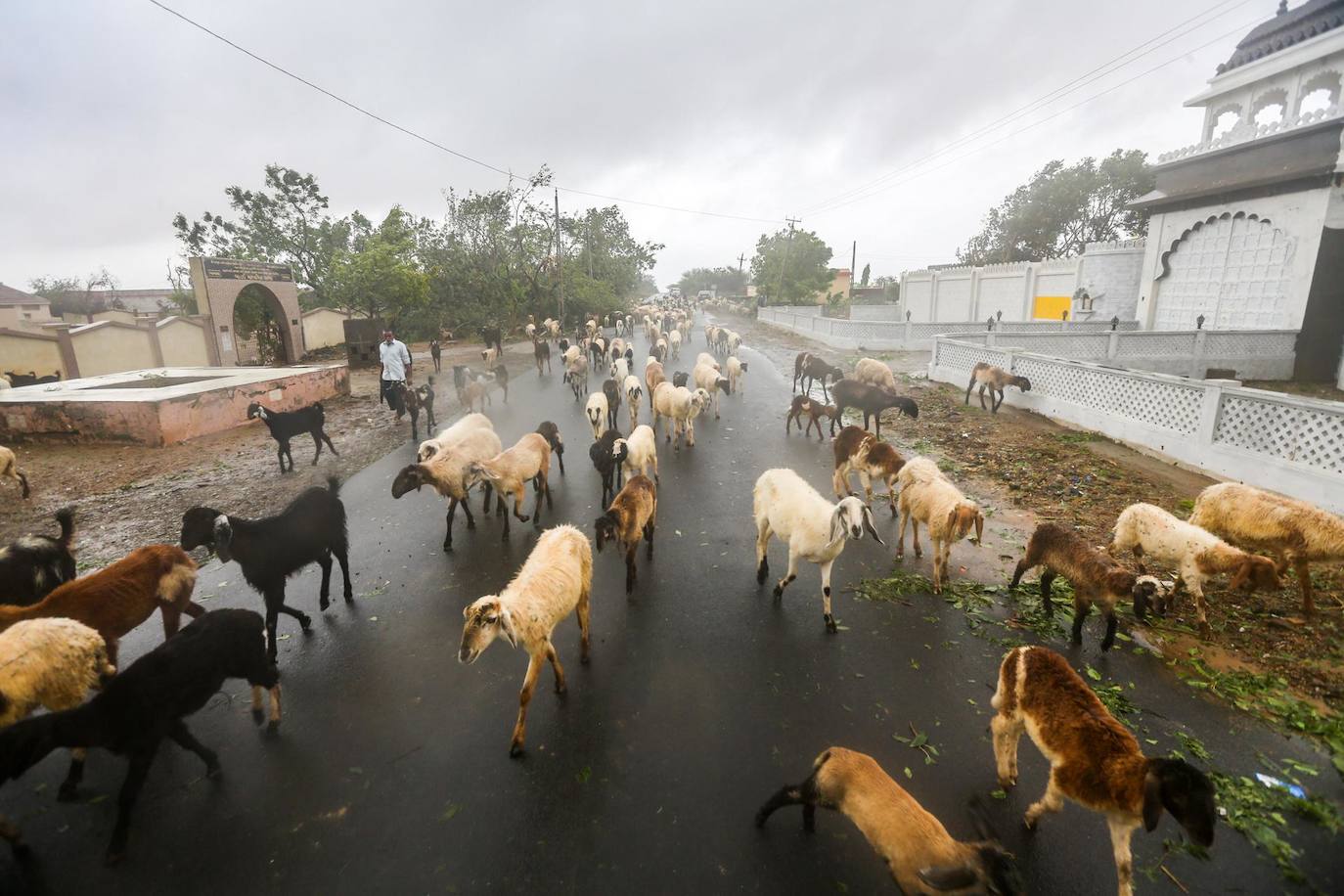 Rebaño de cabras y ovejas pastan hojas de árboles arrancados después de que el ciclón Biparjoy tocara tierra en Mandvi, en el distrito de Kutch del estado occidental de Gujarat, India. Fuertes lluvias y Se produjeron fuertes vientos durante la caída del ciclón Biparjoy que provocaron la caída de árboles e inundaciones en varios lugares. Los funcionarios del gobierno pidieron a las personas que residen cerca de la costa que abandonen sus hogares y se trasladen a refugios en áreas cercanas.