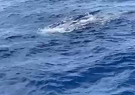 El cetáceo, en la parte superior de la imagen.