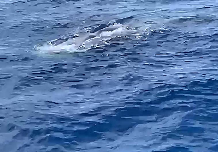 El cetáceo, en la parte superior de la imagen.