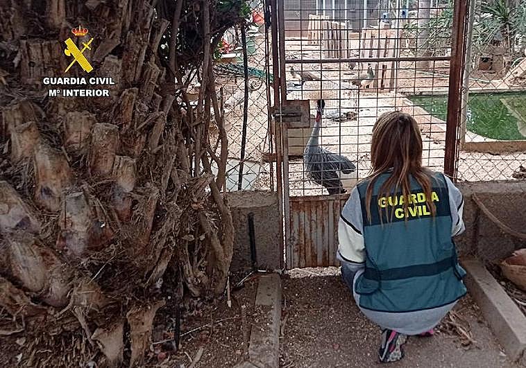 Investigado por tener un zoológico ilegal con varias especies protegidas en Güímar