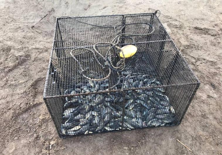 Las nasas son insuficientes para eliminar las tilapias de la Charca de Maspalomas