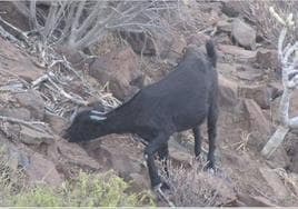 Una de las cabras asilvestradas avistada en el útimo sondeo en Guguy, hecho en mayo.
