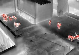 Así fue la intervención social y policial en Telde para rescatar a 12 perros