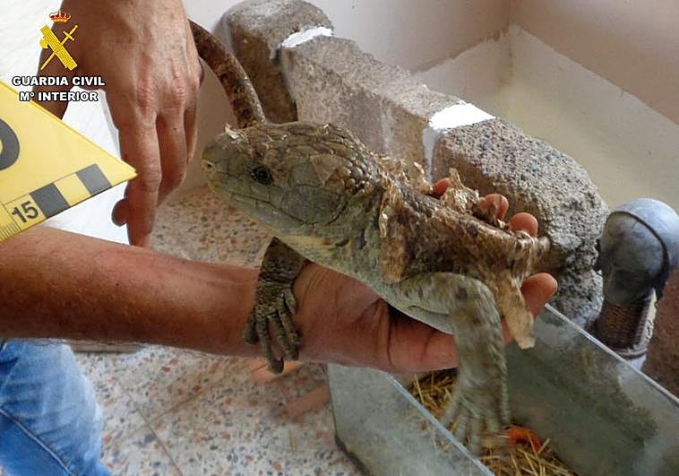 Imágenes de la operación llevada a cabo por la Guardia Civil.