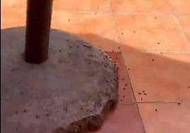 Las moscas están por todas partes en Melenara.