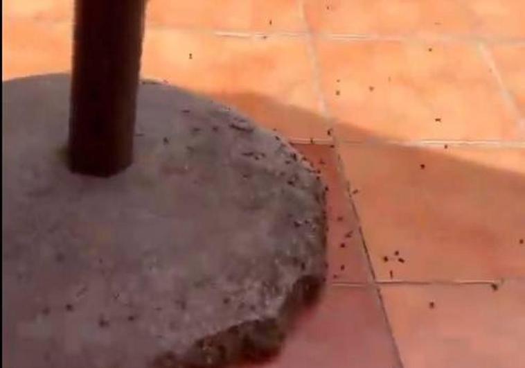 Plaga de moscas en Melenara y campaña municipal de desinfección