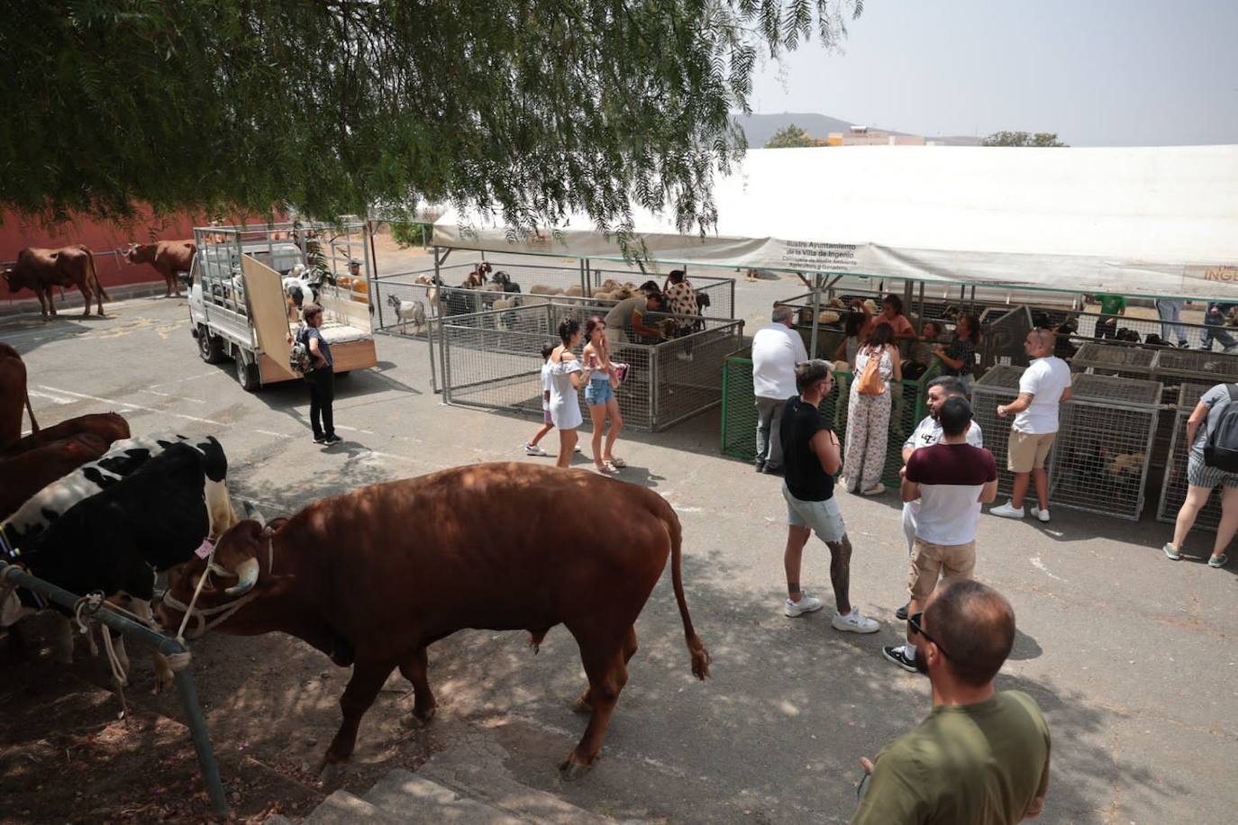Dos santos y una misma fiesta en Ingenio