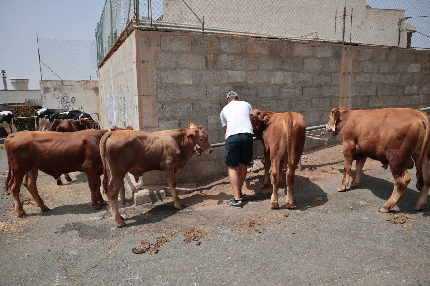 Dos santos y una misma fiesta en Ingenio