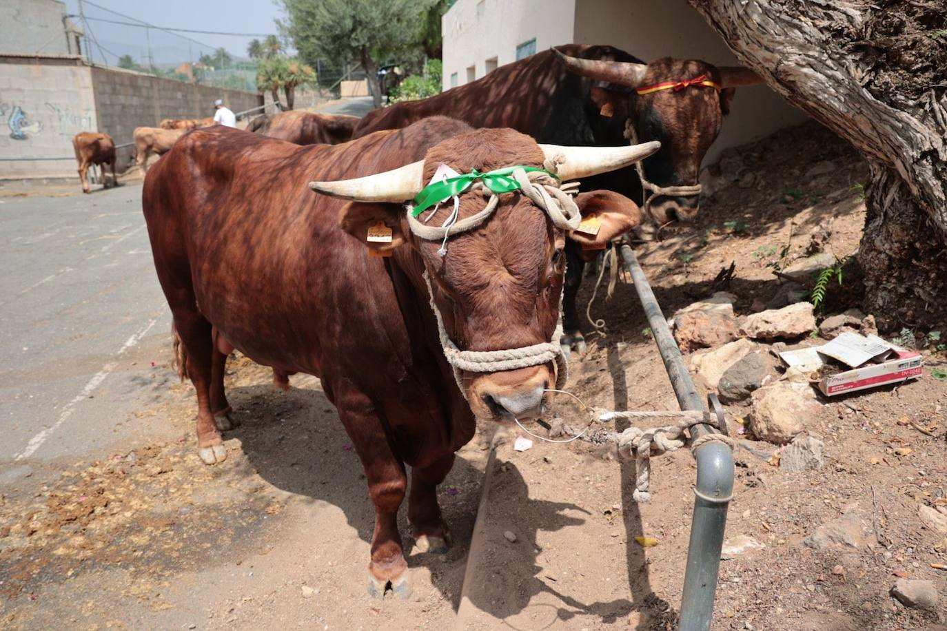 Dos santos y una misma fiesta en Ingenio