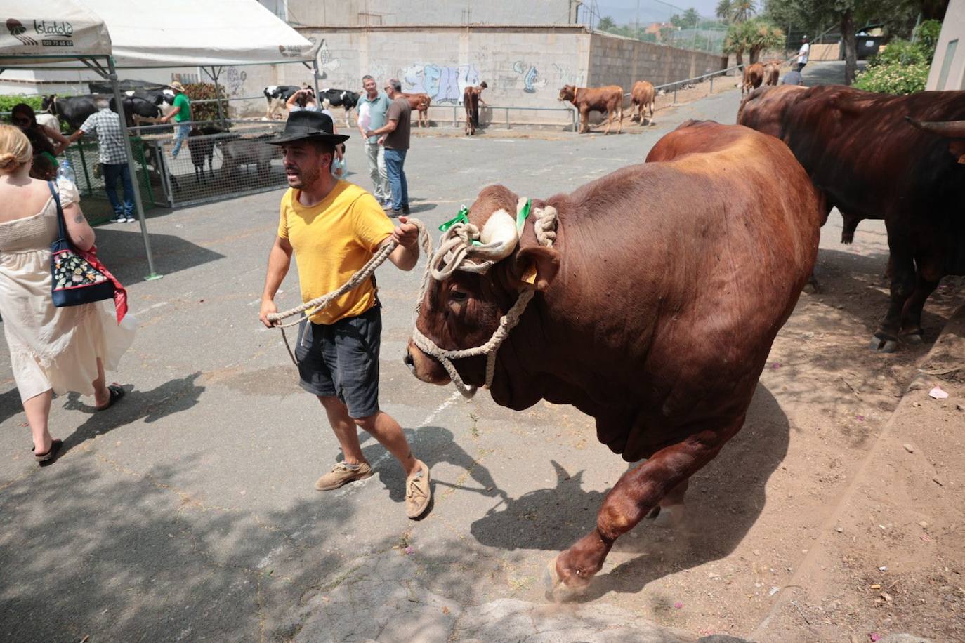 Dos santos y una misma fiesta en Ingenio