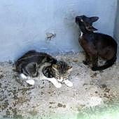 Canarias rectifica y deroga la polémica orden que permitía cazar perros y gatos