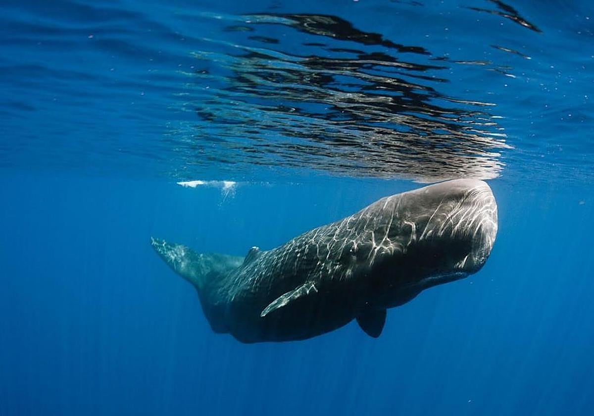Los gliders grabarán los ruidos de los cetáceos.
