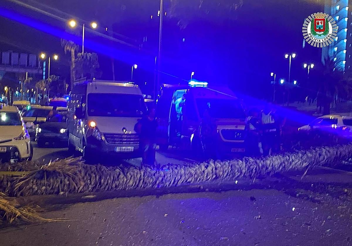 Imagen de la palmera que cayó en el accidente ocurrido este sábado en Las Palmas de Gran Canaria.