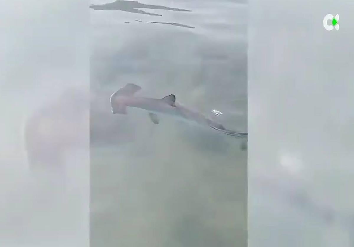 Ya no hay tiburones a la vista en Patalavaca, que reabre al baño