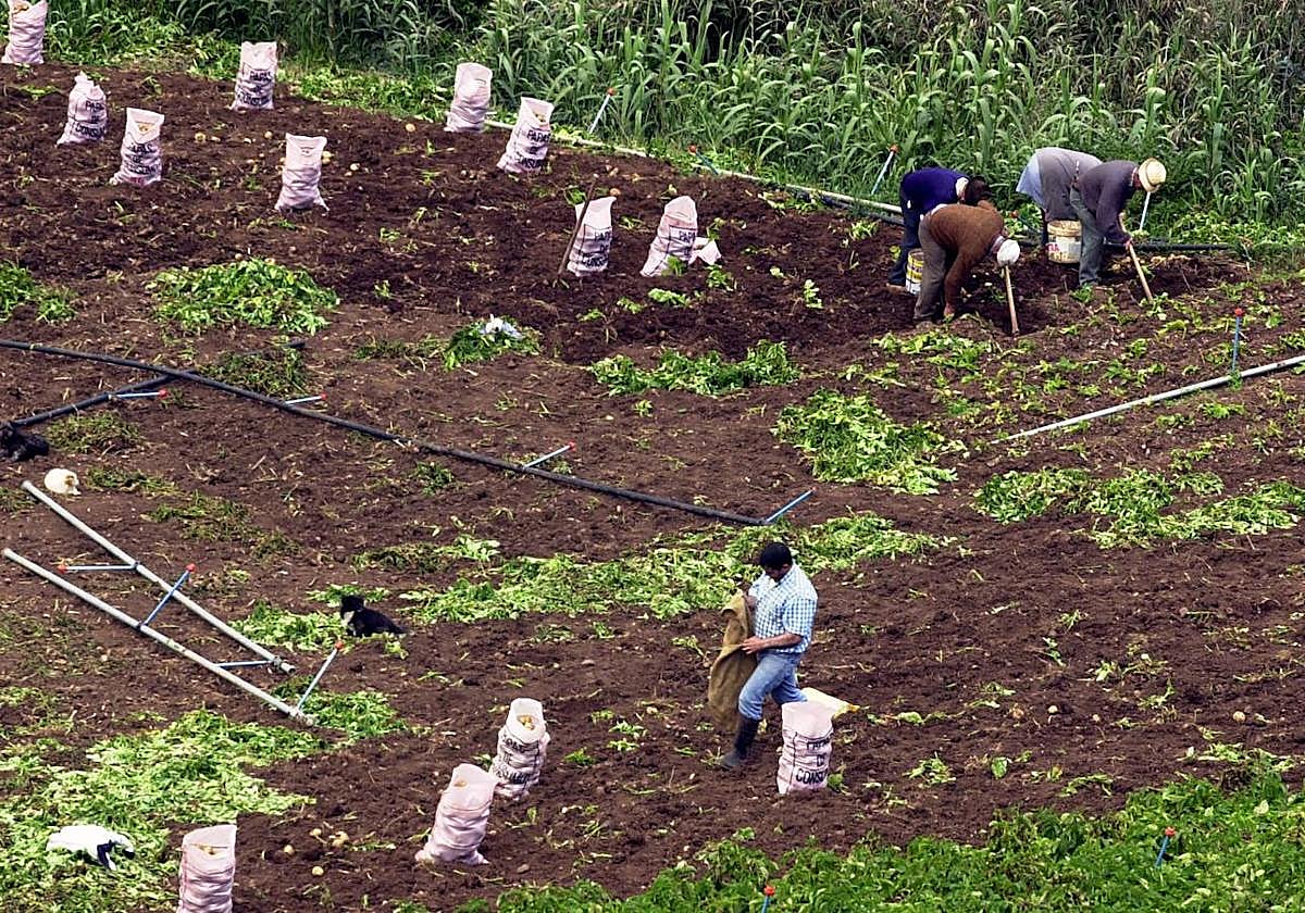 Los productores y agricultores adelantaron la recolecta de los cultivos de papa debido a las altas temperaturas en la isla