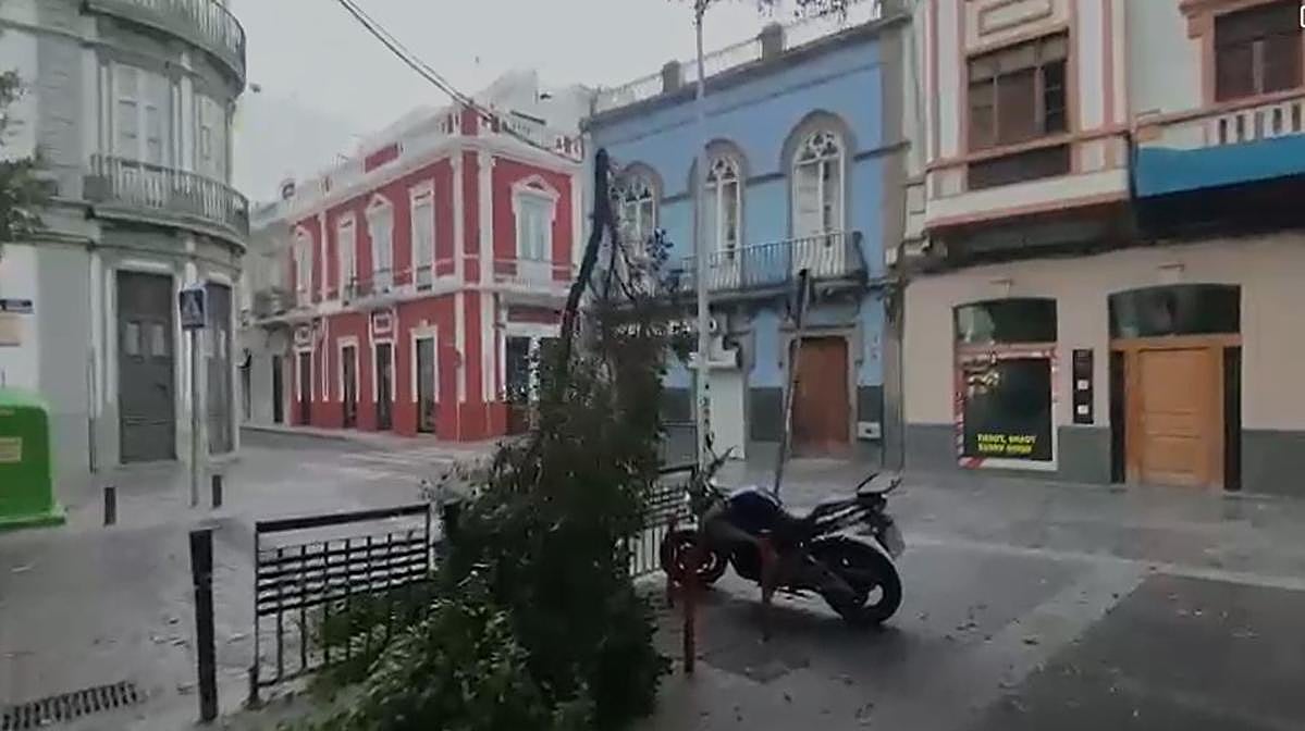Cae un árbol en la calle San Bernardo