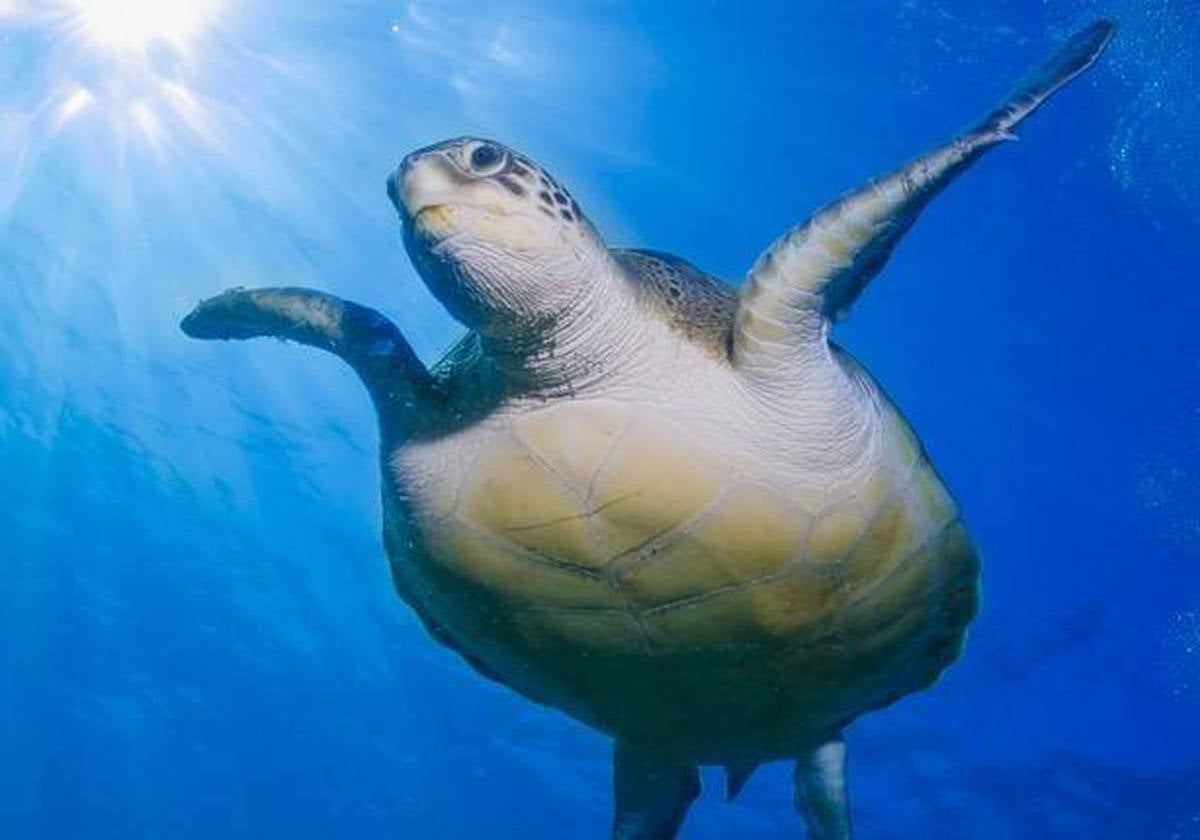 Buceo con grandes tortugas en Tenerife.- En Costa Adeje hay una pequeña bahía apartada donde se puede bucear a pulmón o con escafandra junto a curiosas tortugas de gran tamaño. Es El Puertito de Armeñime, un grupito de casas con una coqueta playa en forma de arco situado pocos kilómetros de los núcleos turísticos del oeste de Tenerife. Nadar en sus cristalinas y pacíficas aguas entre tortugas verdes, de hasta 20 kilos de peso y acostumbradas a la presencia humana, deja un recuerdo imborrable.