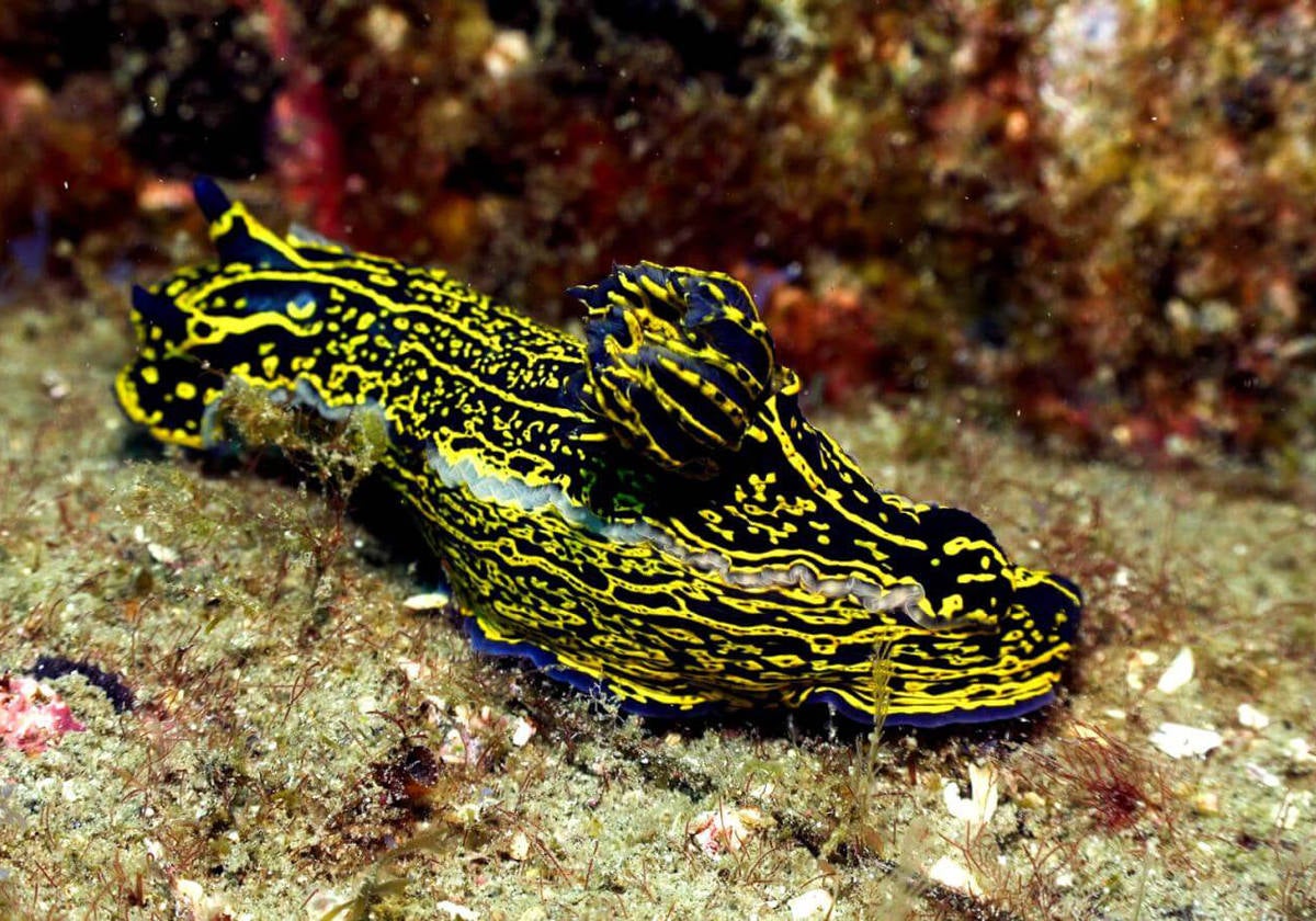 Una de las mejores de la zona.- Inmersión profunda que consta de una cornisa volcánica que sirve de refugio a una gran variedad de especies, su acceso es fácil desde la playa de Radazul, y es apta para el buceo recreativo o el buceo técnico.