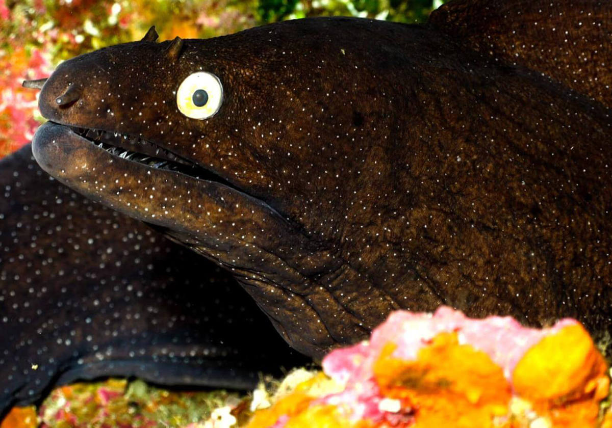 Aguas limpias y cristalinas, un increíble paisaje..- Hay que tener en cuenta las condiciones del mar en la zona ya que condicionan la inmersión, sin embargo, si vamos con buena mar, esta es una de las inmersiones donde podemos observar gran cantidad y variedad de fauna. La baja sirve de refugio a muchos peces pequeños como las bogas o las sardinas. Además, también podremos nadar entre morenas, abades, meros, bicudas, burritos listados, etc.