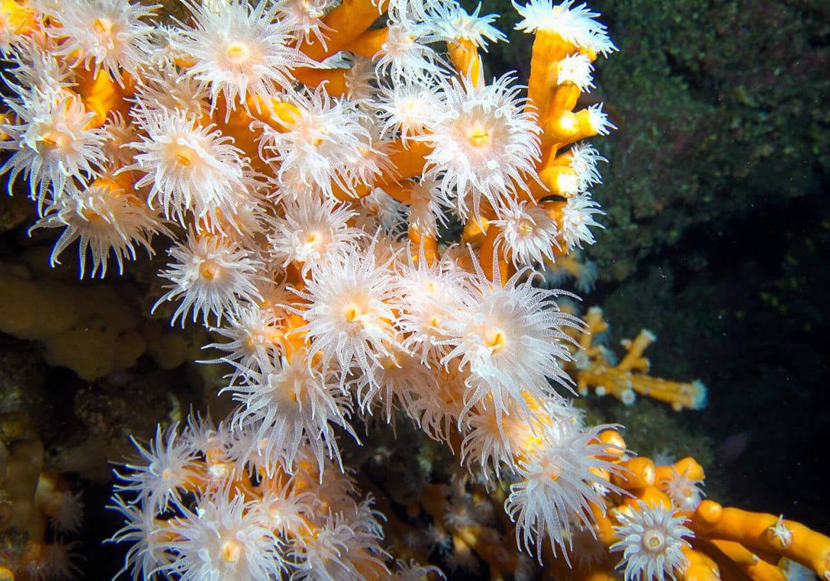 Bucear entre corales naranjas.- El Roque del Garachico cuenta con inmesas paredes verticales que caen desde su parte noreste. En una de ellas se encuentran hermosos corales naranjas. Estos corales son los únicos conocidos de este color que han crecido en una pared vertical ya que, debido a su peso, suelen encontrarse en el fondo para evitar que sus ramas se rompan.