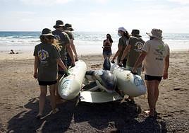 Canarias tendrá un sistema pionero de reflotación de cetáceos desarrollado por Loro Parque Fundación y ULPGC