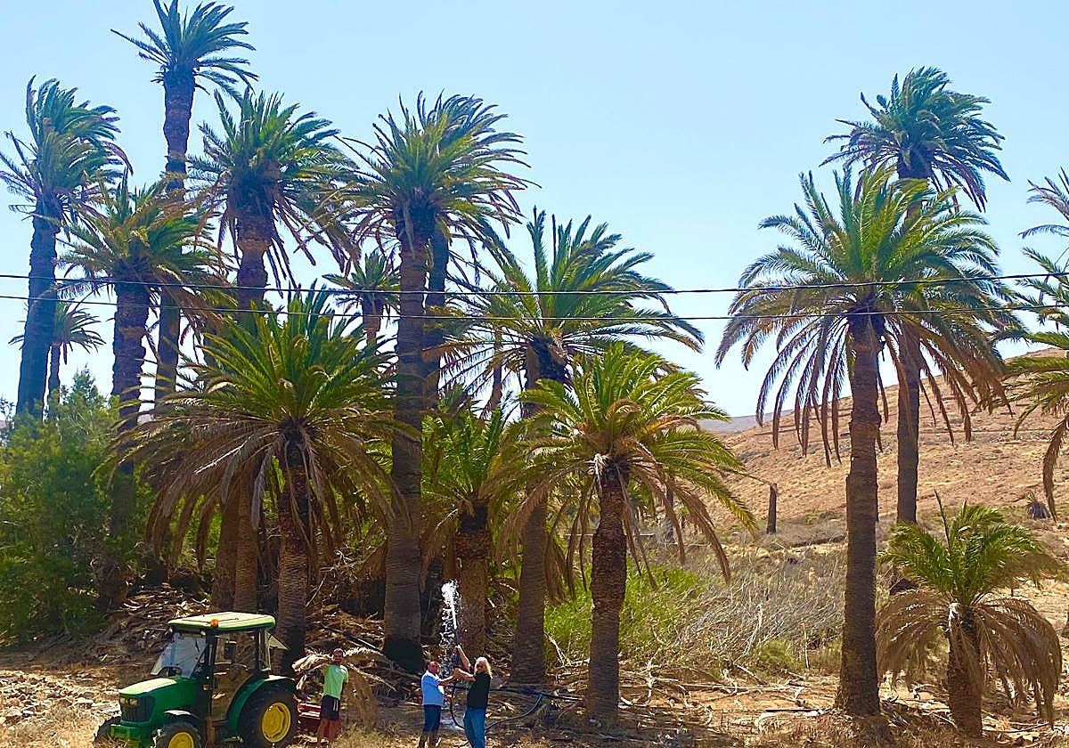 Reiner Loos, con la manguera en mano, riega el palmeral de su propiedad situado en Vega de Río Palmas, en el municipio de Betancuria.
