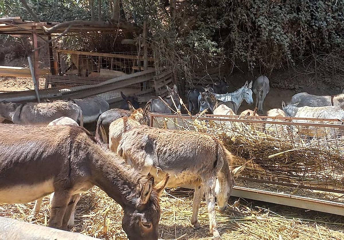 Vuelven a Tejeda los burros del Centro de Recuperación de la Raza Canaria