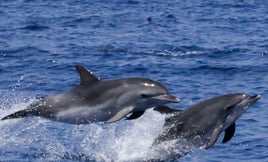 Salidas en barco para delfines.